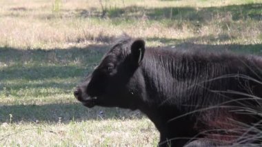 A Half-grown Black Calf Munching in Farm Field. Close Up. 4K Resolution.