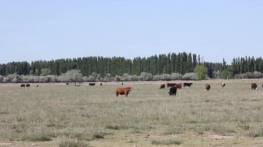 Cattle in Rural Field in La Pampa Province, Argentina. 4K Resolution.