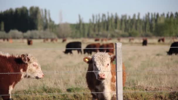 Hereford Cattle Grazing Farm Field Argentina Resolución — Vídeo de stock
