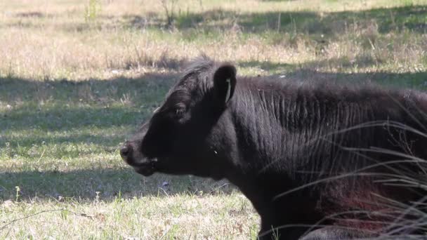 Half Grown Black Calf Munching Farm Field Close Resolution — 비디오