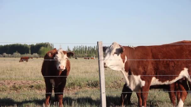 Cattle Rural Field Pampa Province Argentina Resolution — Vídeo de Stock