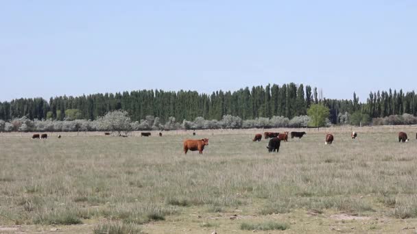Cattle Rural Field Pampa Province Argentina Resolution — Video Stock
