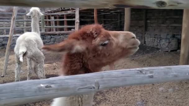 Curious Llama Shaking Looking Camera Close — Stock Video