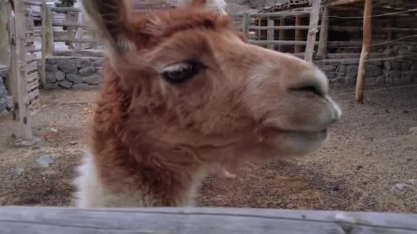 Zvědavá Lama Dívá Kameru Zavřít — Stock video