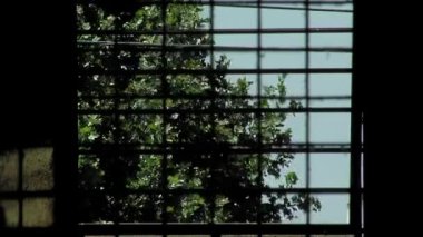 Tree Leaves Swinging in Wind Seen Through the Window and Security Fence in a Cell of an Old Prison in Buenos Aires Province, Argentina. Close Up. 