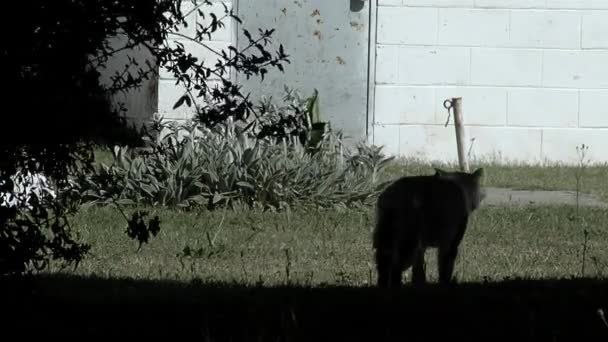 Seekor Kucing Tua Berjalan Halaman Belakang Sebuah Penjara Argentina — Stok Video