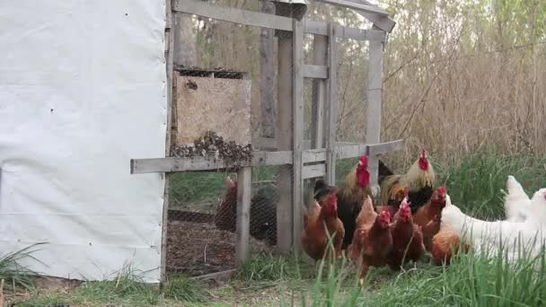 Kycklingar Fjäderfäfarmen Upplösning — Stockvideo