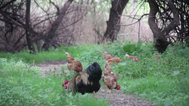 Курицы Птицеферме Разрешение — стоковое видео