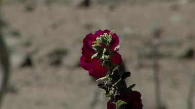 Colorful Red Flower Swaying in the Wind, Neuquen Province, Patagonia, Argentina. Close Up. 