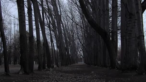 阿根廷内乌肯省Chos Malal有落叶和一排树木的人行道 — 图库视频影像