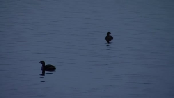 Ducks Neuquen River Sunset Neuquen Province Patagonia Argentina South America — Vídeo de stock