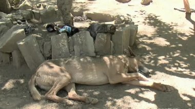 A Puppy Sleeping and Cat Playing at Base of Tree.  