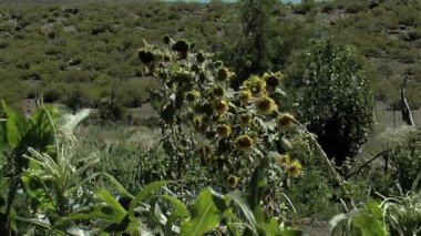 Neuquen Eyaleti 'ndeki Ayçiçeği Tarlası, Patagonya, Arjantin.  