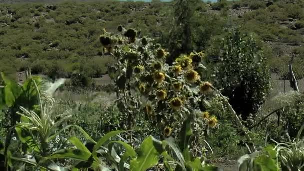 Соняшник Провінції Невкуен Патагонія Аргентина — стокове відео