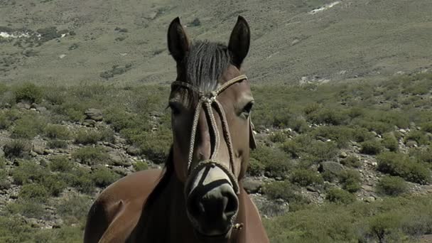 Лошадь Привязана Полю Провинции Неукен Патагония Аргентина — стоковое видео