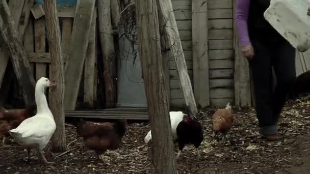 阿根廷内昆省巴塔哥尼亚的一个贫穷牧场 一名妇女正在喂小鸡和鹅 低角度视图 — 图库视频影像