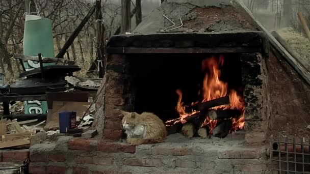 Eine Katze Sitzt Vor Einem Holzofen Hinterhof Eines Hauses Patagonien — Stockvideo