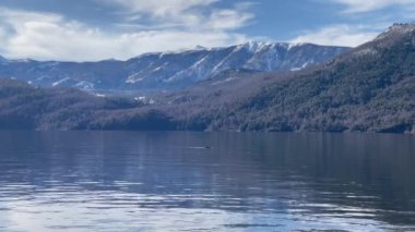 Lacar Gölü 'nde bir ördek yüzücüsü, Neuquen Eyaleti, Arjantin. 4K Çözünürlüğü.