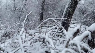 Yedi Göl Yolu yakınlarındaki Ormanda Kar Fırtınası (İspanyolca: Camino de los Siete Lagos), San Martin de los Antes, Patagonya, Neuquen Eyaleti, Arjantin. 4K Çözünürlüğü.