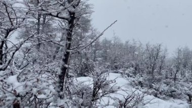 Yedi Göl Yolu yakınlarındaki Ormanda Kar Fırtınası (İspanyolca: Camino de los Siete Lagos), San Martin de los Antes, Patagonya, Neuquen Eyaleti, Arjantin. 4K Çözünürlüğü.