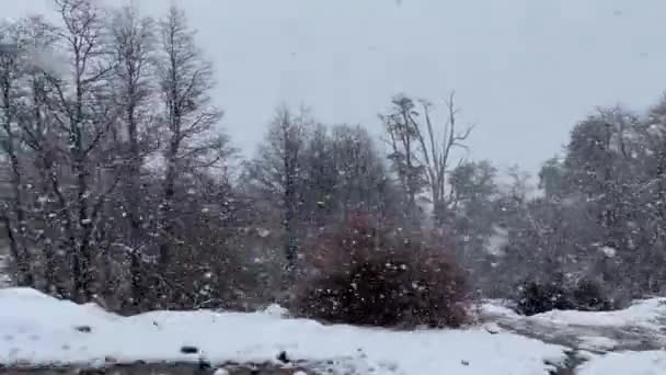 Schneesturm Wald Nahe Der Straße Der Sieben Seen Spanisch Camino — Stockvideo