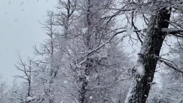 Pesanti Nevicate Nella Foresta Vicino Alla Strada Dei Sette Laghi — Video Stock