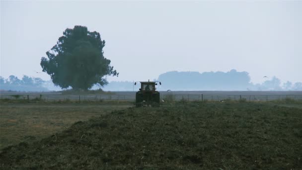 Campo Arado Tractores Rodeado Aves Amanecer Resolución — Vídeos de Stock