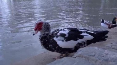Muscovy Duck (Cairina moschata) Salta, Arjantin 'deki San Martin Park Gölü' nde. Yakın çekim. 4K Çözünürlüğü.
