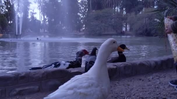 Muscovy Ducks Cairina Moschata Και Εγχώριες Πάπιες Anas Platyrhynchos Domesticus — Αρχείο Βίντεο