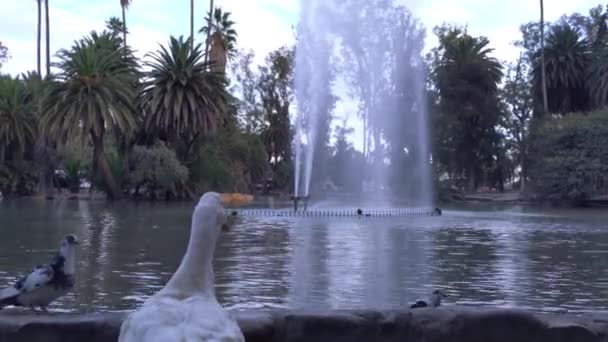 San Martin Park Lake Stad Salta Provincie Salta Argentinië Resolutie — Stockvideo