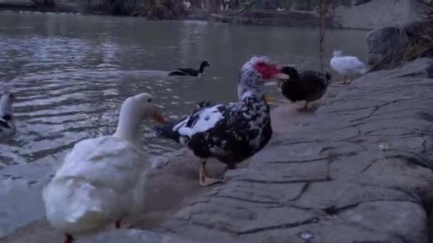 Moscovy Ducks Cairina Moschata Domestic Ducks San Martin Park Lake — Vídeos de Stock
