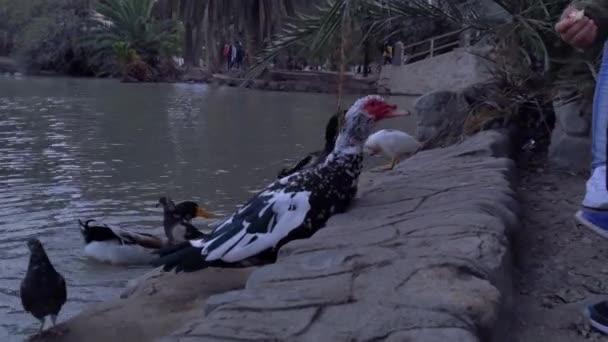 Moscovy Ducks Cairina Moschata Domestic Ducks San Martin Park Lake — Vídeo de stock