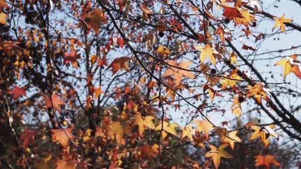 Осенние Листья Дереве Закрывай Разрешение — стоковое видео