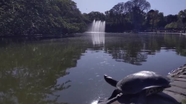 Hilaires Seitenhalsschildkröte Phrynops Hilarii Sonnt Sich Parque Centenario Einem Öffentlichen — Stockvideo