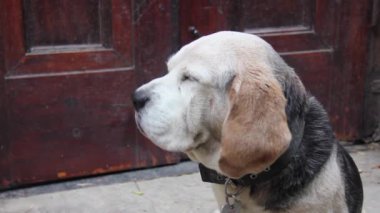 Yaşlı Beagle Dog kameraya bakıyor. Yakın çekim. 4K Çözünürlüğü.
