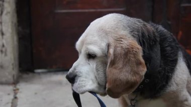 Yaşlı Beagle Dog Holding Leash in Mouth. Yakın çekim. 4K Çözünürlüğü.