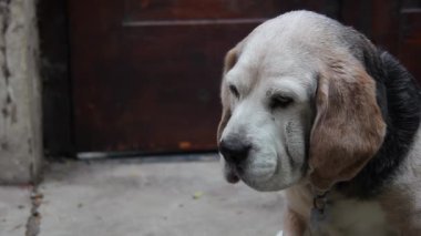 Yaşlı Beagle Dog. Yakın çekim. 4K Çözünürlüğü.