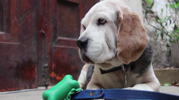 Ein Alter Beagle Hund Blickt Die Kamera Nahaufnahme Auflösung — Stockvideo