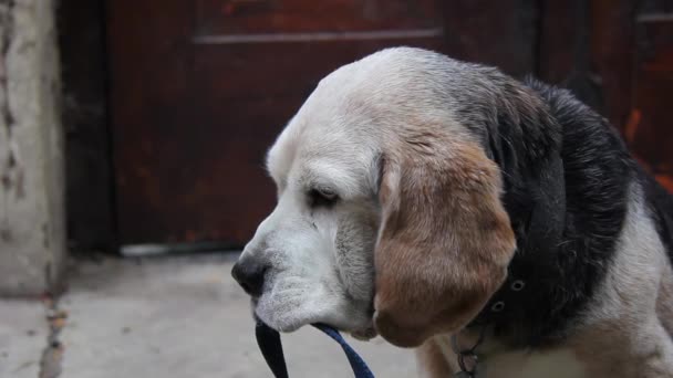 Alter Beagle Hund Der Leine Mund Nahaufnahme Auflösung — Stockvideo