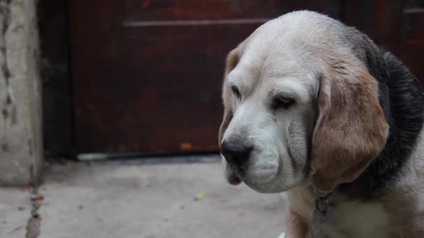 Alter Beagle Dog Nahaufnahme Auflösung — Stockvideo