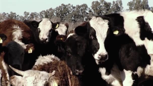 Vacas Blancas Negras Holando Argentino Mirando Cámara Campo Agrícola Holando — Vídeos de Stock