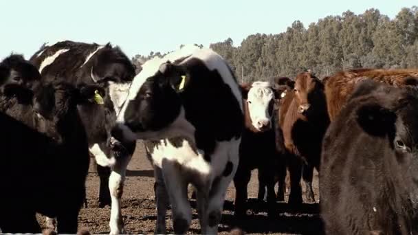 Czarno Białe Krowy Holando Argentino Spoglądając Kamerę Farm Field Holando — Wideo stockowe