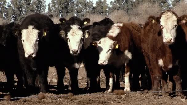 Krowy Patrzące Kamerę Płotem Polu Rozdzielczość — Wideo stockowe