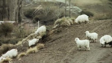 Neuquen Eyaleti, Patagonya, Arjantin 'deki Tepede Yürüyen Koyun Sürüsü. 4K Çözünürlüğü.