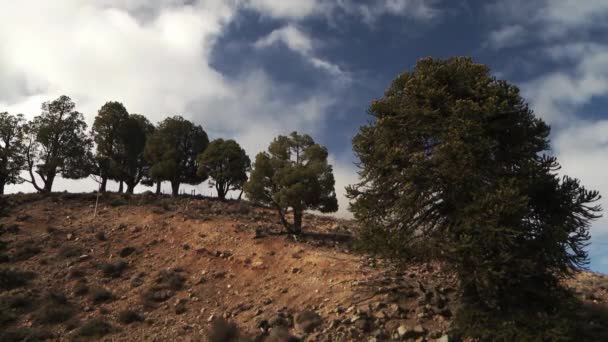 Fák Dombon Blue Cloudy Sky Ellen Patagóniában Argentínában Dél Amerikában — Stock videók
