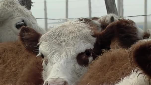 Bovinos Corral Vacas Angus Hereford Agrupados Pen Durante Roundup Aguardando — Vídeo de Stock