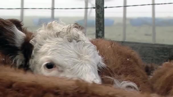 Bydło Zagrodzie Angus Hereford Krowy Zatłoczone Zagrodzie Podczas Łapanki Oczekującej — Wideo stockowe