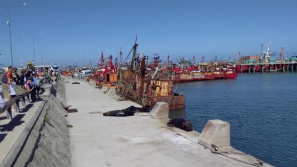 Harbour Sea Lions Ville Mar Del Plata Argentine Résolution — Video