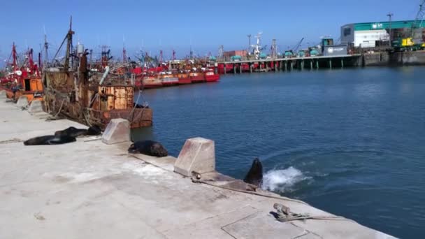 Lew Morski Wspinający Się Doku Porcie Miasta Mar Del Plata — Wideo stockowe