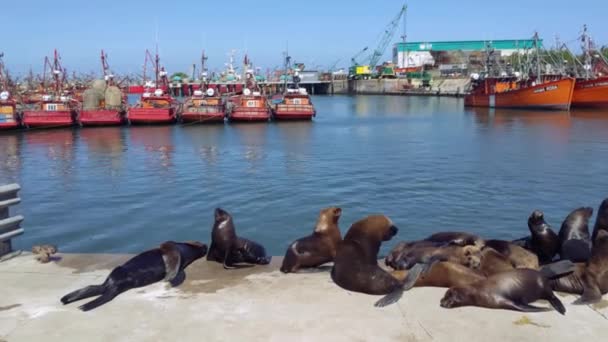 アルゼンチンのマルデラタ港で漁船とシーライオンズ ソリューション — ストック動画